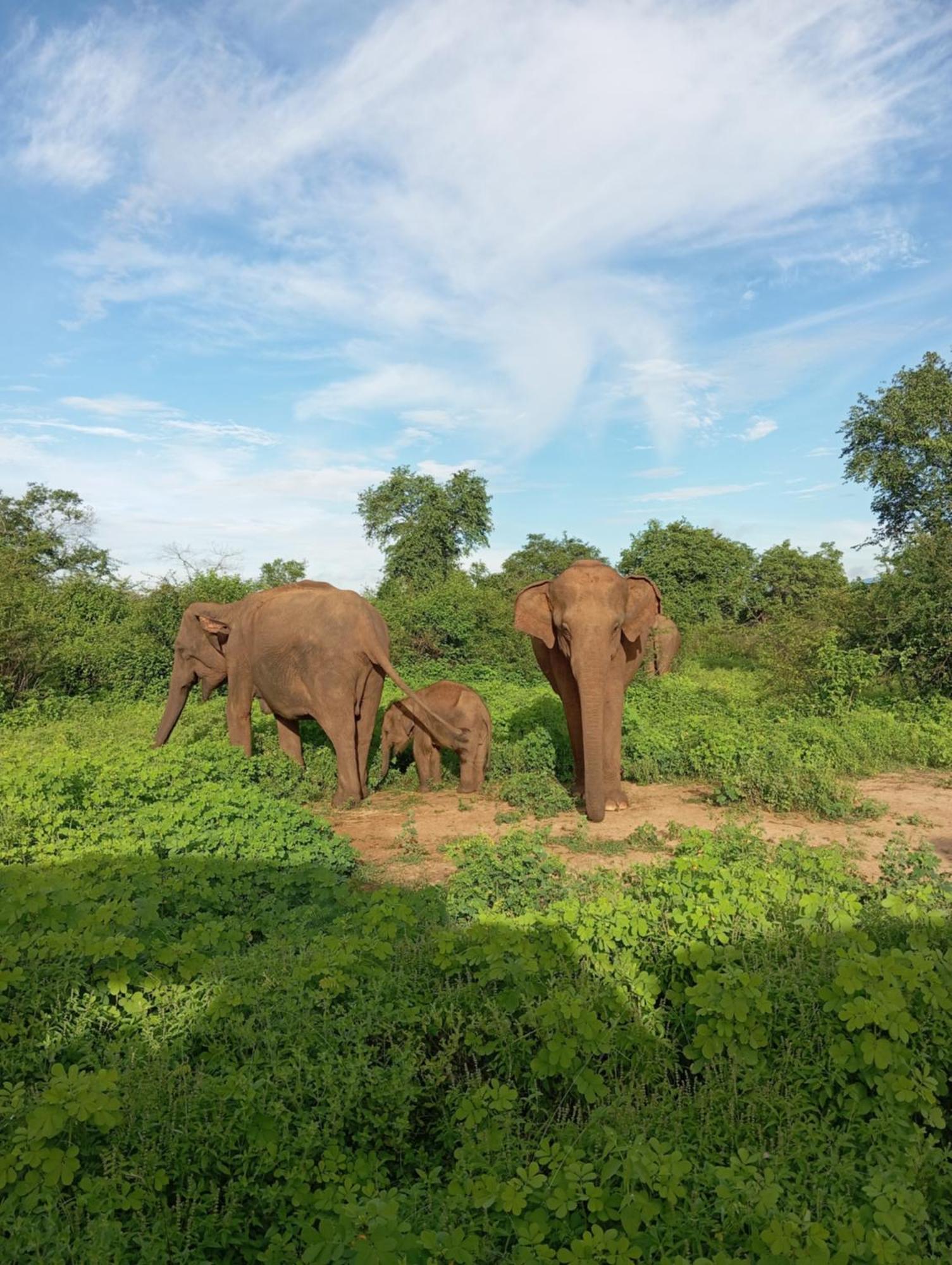 Tusker'S Paradise Safari Villa Udawalawe Dış mekan fotoğraf
