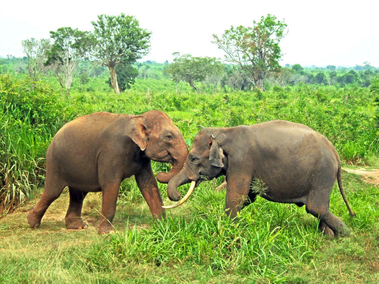 Tusker'S Paradise Safari Villa Udawalawe Dış mekan fotoğraf