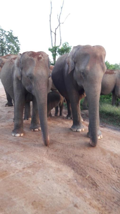 Tusker'S Paradise Safari Villa Udawalawe Dış mekan fotoğraf