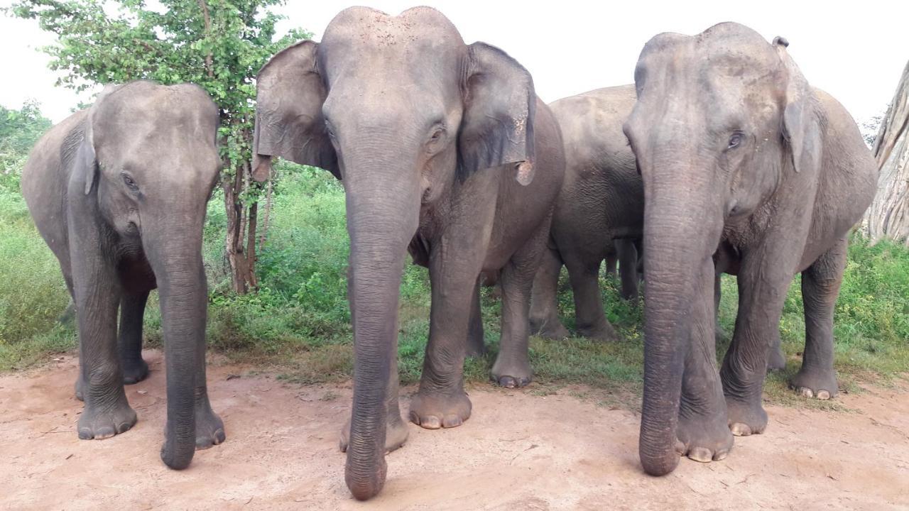 Tusker'S Paradise Safari Villa Udawalawe Dış mekan fotoğraf