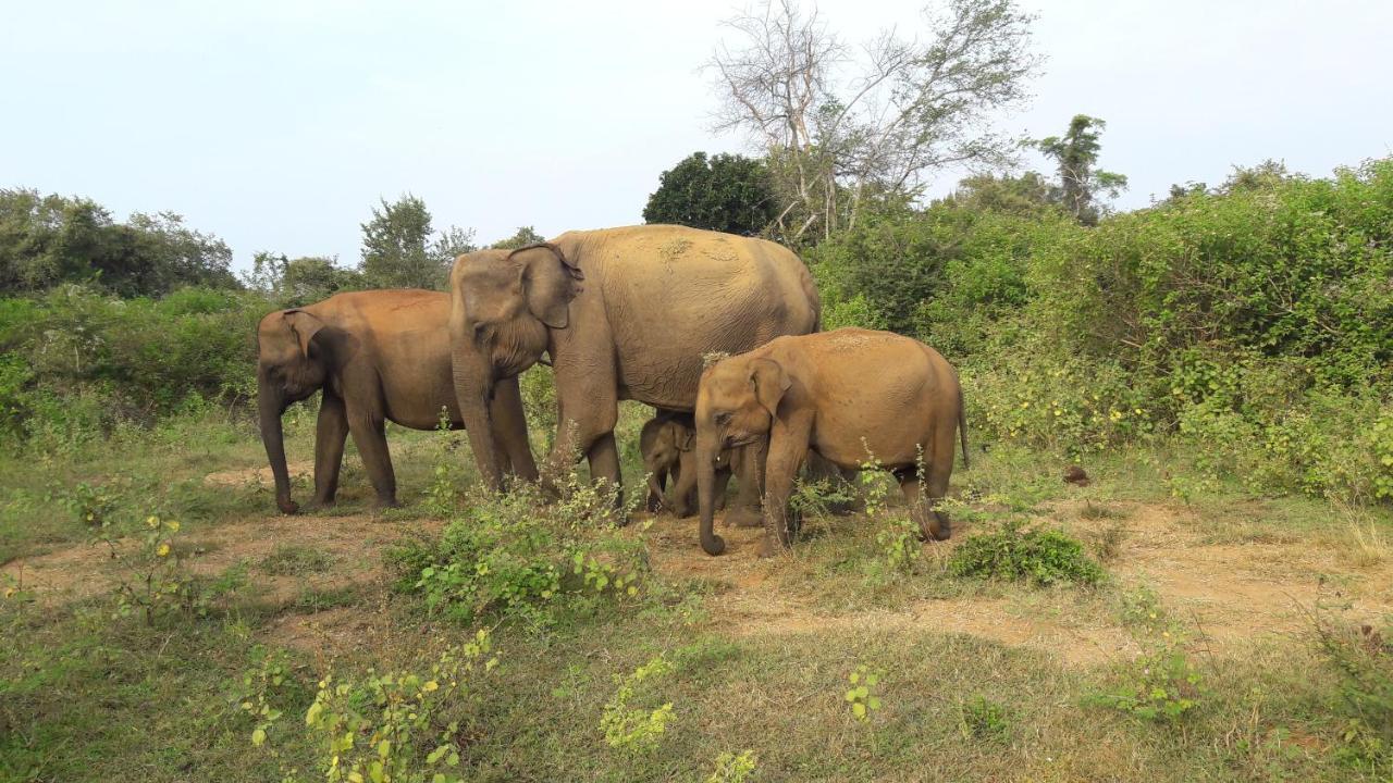 Tusker'S Paradise Safari Villa Udawalawe Dış mekan fotoğraf