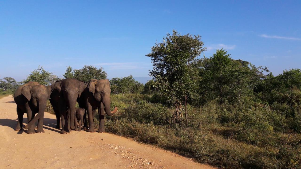 Tusker'S Paradise Safari Villa Udawalawe Dış mekan fotoğraf